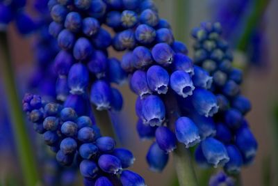 Close-up of fresh blue flowering plants