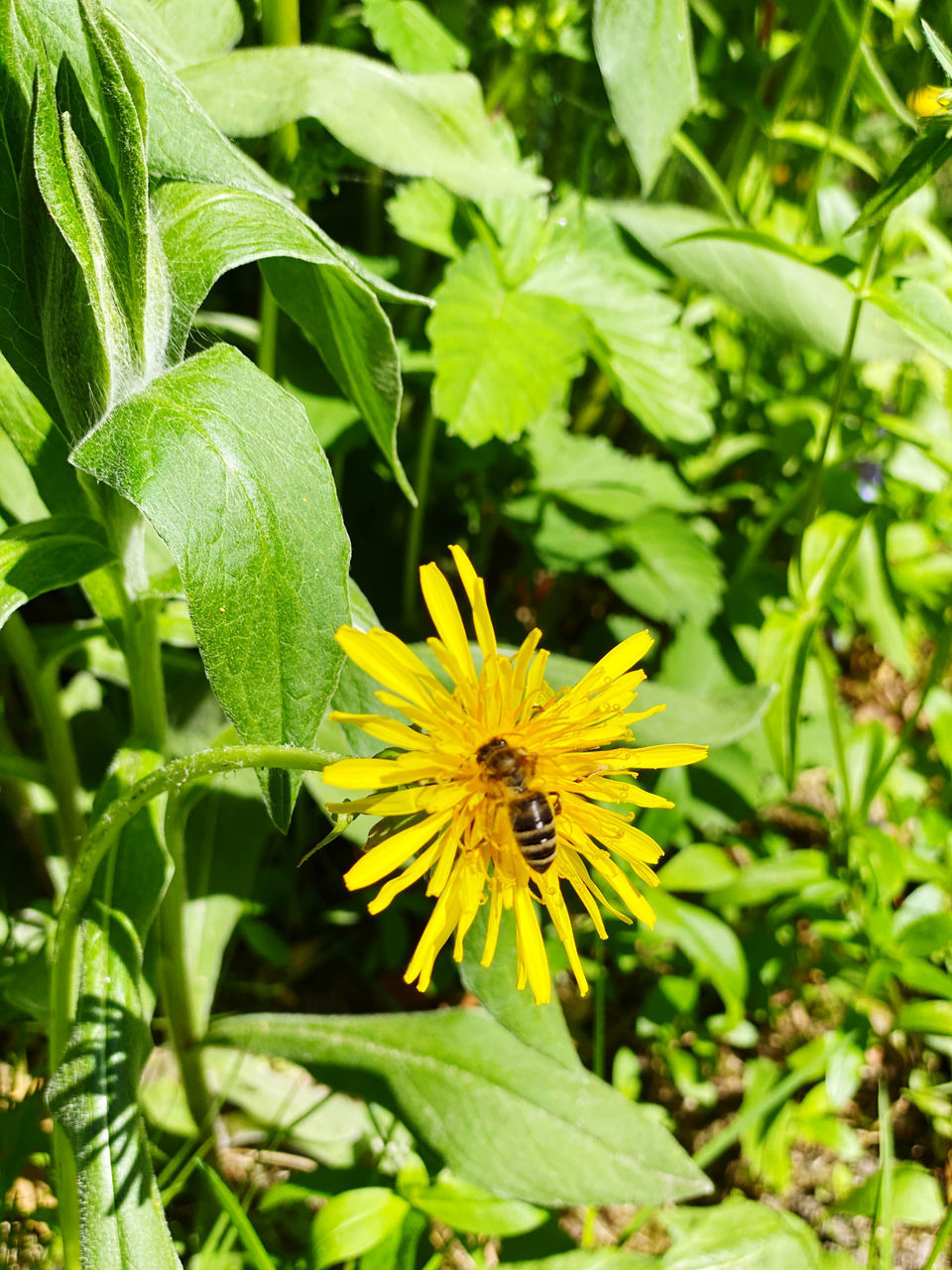 CLOSE-UP OF INSECT ON YELLOW FLOWER