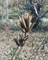 Close-up of wilted plant