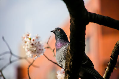 Low angle view of bird perching on branch