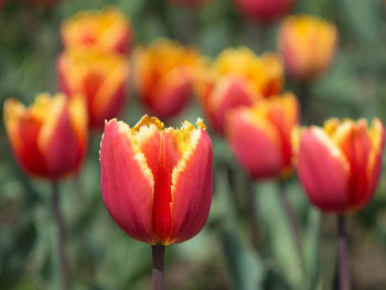 Close-up of red tulips blooming outdoors