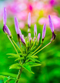 Close-up of pink flowering plant