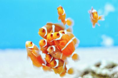 Close-up of fish swimming in sea