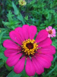 Close-up of pink flower