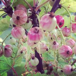 Close-up of pink flowers