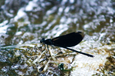 Close-up of black bird