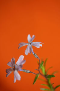 Flower blossom macro phlox sabulata l. family polemoniaceae botanical modern background high quality