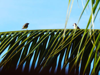 Low angle view of bird perching on palm tree against sky