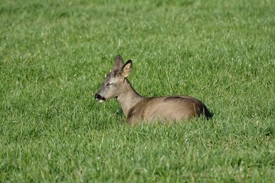 Side view of deer on field