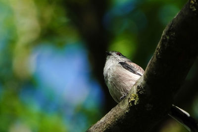 Close-up of bird perching on tree