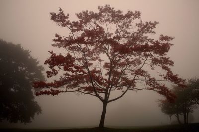Silhouette tree against sky during sunset