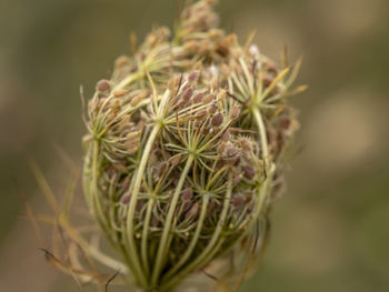 Close-up of flowering plant