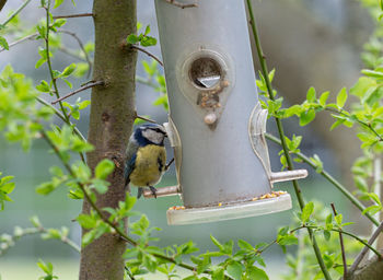 Bird perching on a feeder