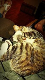 Close-up of cat
