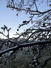 Low angle view of bare tree against sky during winter