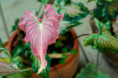 Pink flower leaf shape on jar in garden background