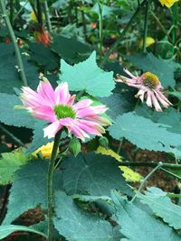 Close-up of pink flowering plant