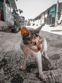 Portrait of a cat on street