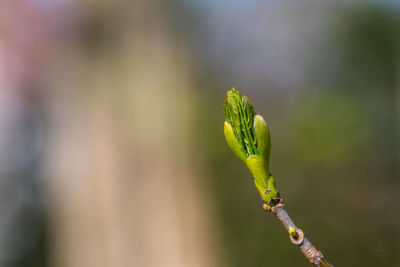 Close-up of plant outdoors