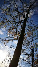 Low angle view of tree against sky