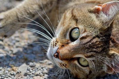 Close-up of a cat looking at camera