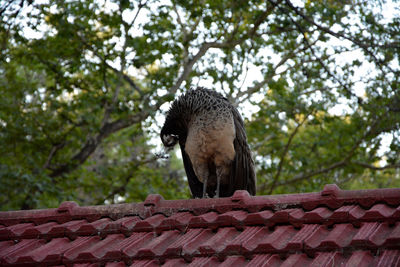 Peacock on roof against trees