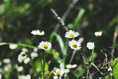 Close-up of white flowers blooming outdoors