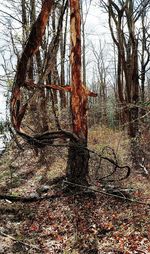 Bare trees in forest