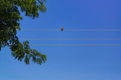 Low angle view of bird perching on cable against blue sky