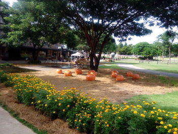 View of flowering plants in park