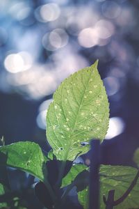 Close-up of water drops on leaf
