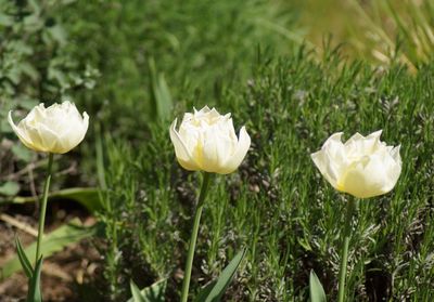 Close-up of white flowering plants on field