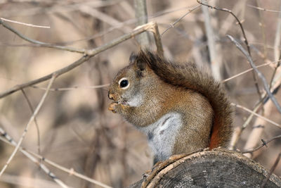 Close-up of squirrel on tree