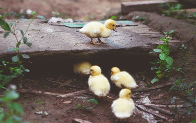 Ducklings on field