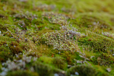 Close-up of mushroom growing on field