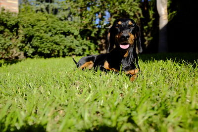 Dog in a field