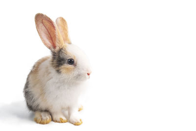 Close-up of a rabbit over white background