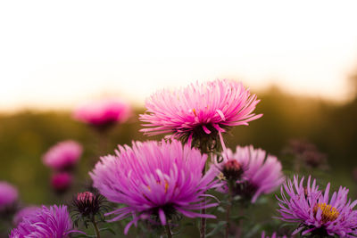 Close-up of pink flowering plants on field