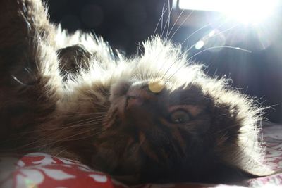 Close-up portrait of cat