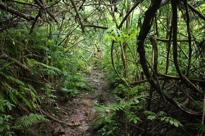 Trail amidst trees in forest