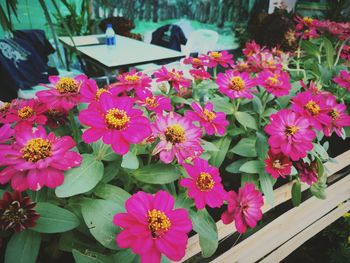 Close-up of pink flowers blooming outdoors