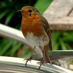 Close-up of bird perching on railing