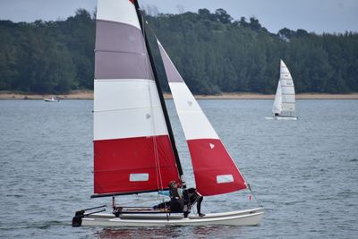 Sailboat sailing on sea by trees