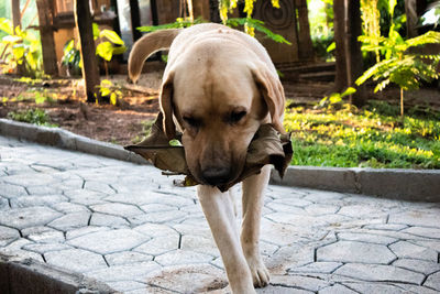 Portrait of dog standing on footpath