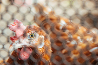 Close-up of hen