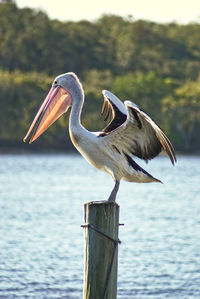 Close-up of pelican perching on lake