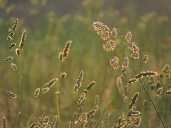 Close-up of flowering plant on field