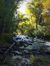 Stream flowing through rocks in forest