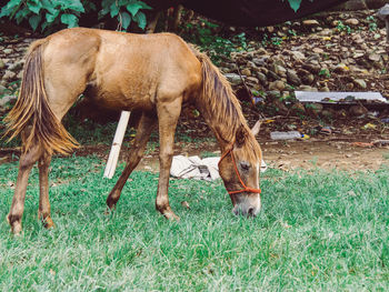 Horse grazing in field