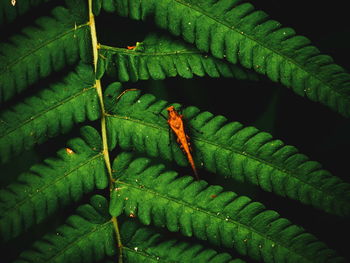 Close-up of insect on leaf